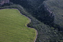 Règlement déforestation : où va l’Europe ?